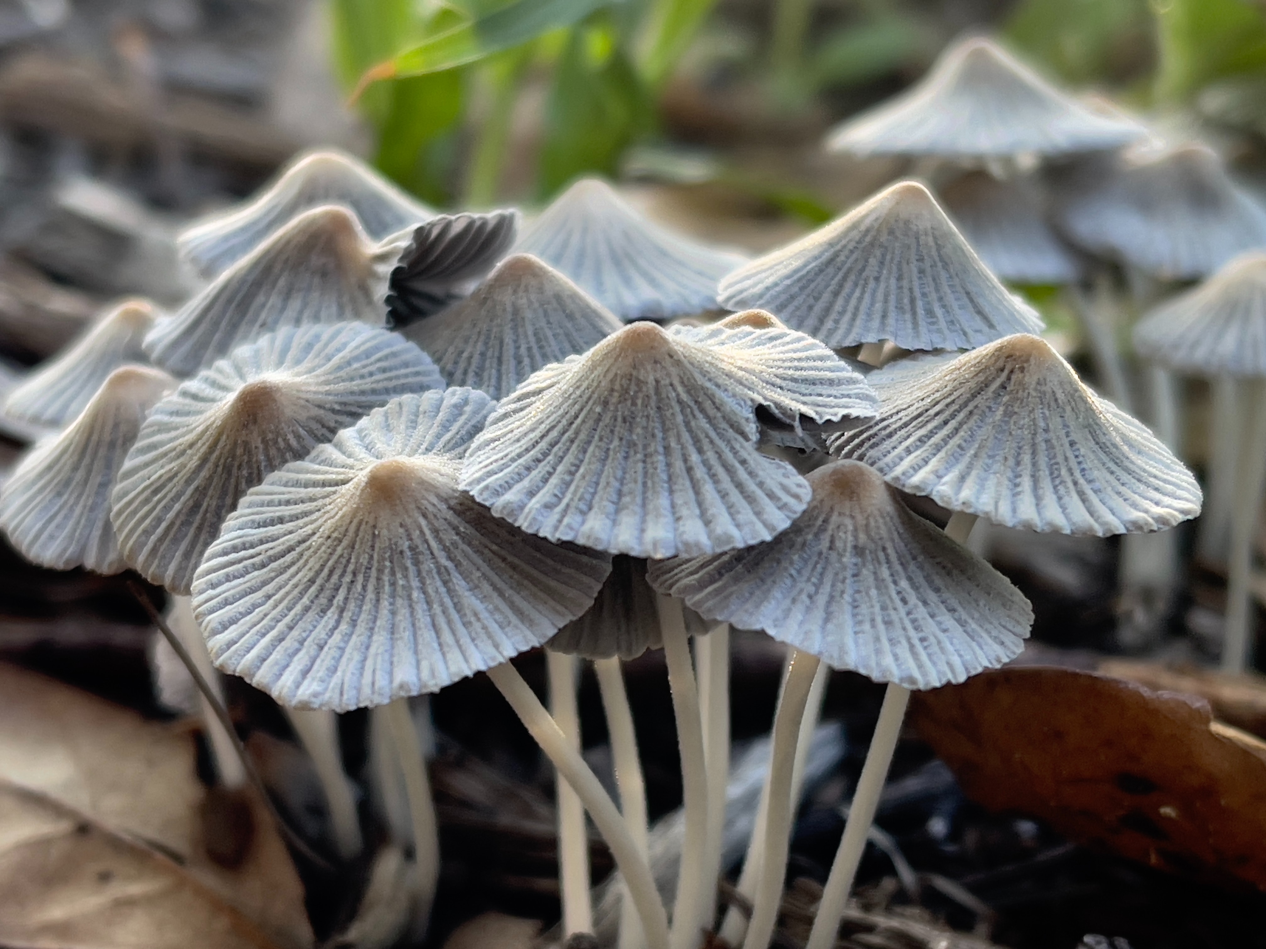 Mushroom supplement capsules